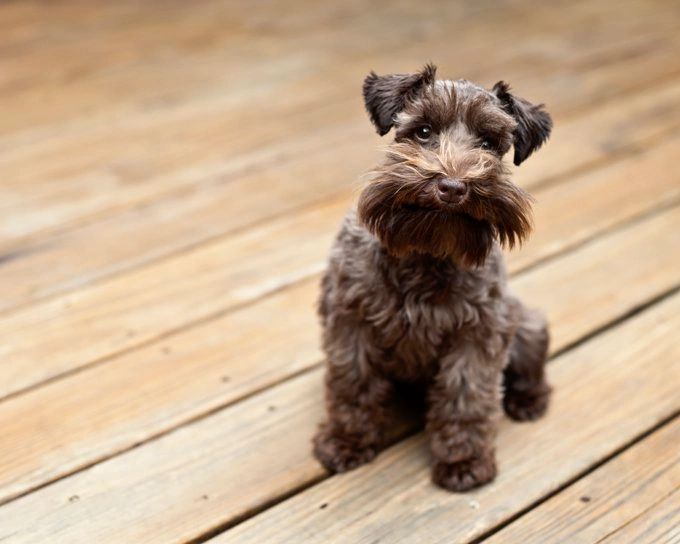 Chocolate clearance toy schnauzer